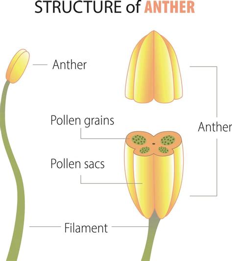 structure of anther infographic 21432401 Vector Art at Vecteezy