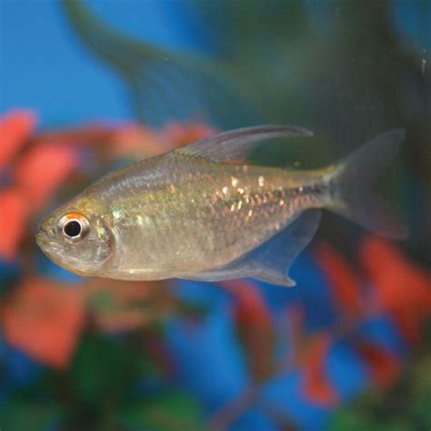 Diamond Tetra - Moenkhausia pittieri | Fresh water fish tank, Tetra ...