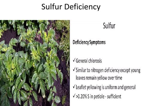 Nutrient deficiency diagnosis in Corn and Potato | PDF