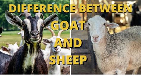 What Are The Difference Between Goat And Sheep Youtube