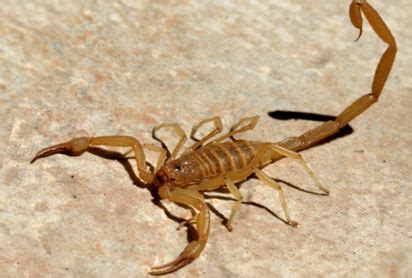 Arizona Bark Scorpion – Branson's Wild World