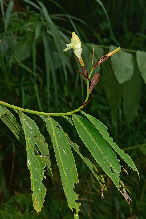 Alpinia Elegans Zingiberaceae Image At Phytoimages Siu Edu