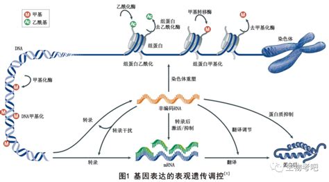 图解表观遗传——三张图让你秒懂腾讯新闻