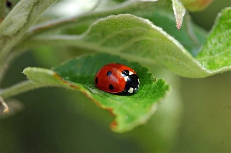 Ladybug Nature Points - Free photo on Pixabay - Pixabay