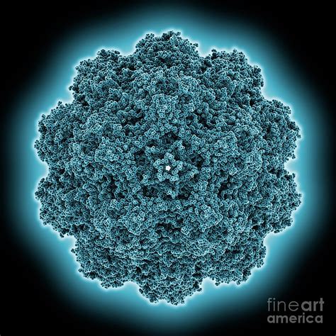 Human Bufavirus Capsid Photograph By Laguna Design Science Photo