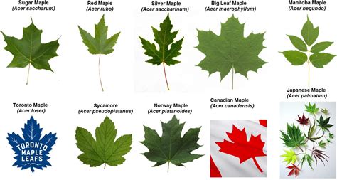 Sugar Maple Leaf Vs Red Maple Leaf