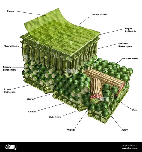 Plant Leaf Structure Cutaway Computer Illustration Showing The