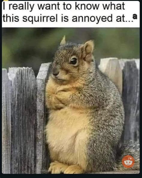 Squirrel meme : r/squirrels