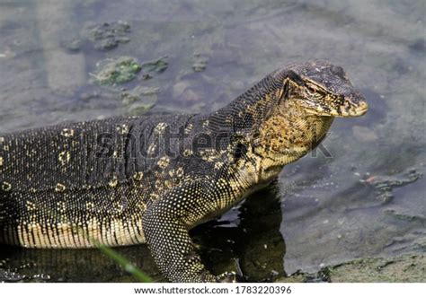 Asian Water Monitor Varanus Salvator Common Stock Photo 1783220396