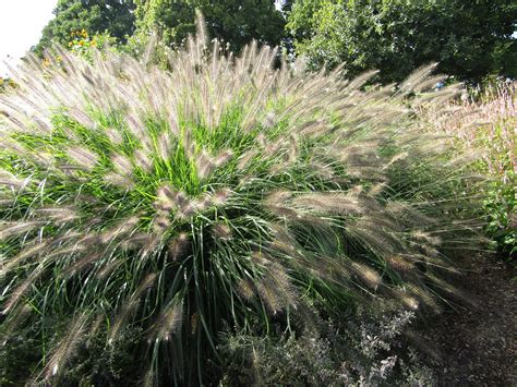 Pennisetum Alopecuroides F Viridescens The Sussex Prairie Flickr