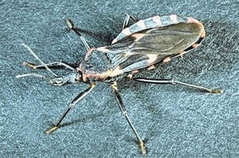 Kissing bug makes its way through Illinois - Jacksonville Journal-Courier