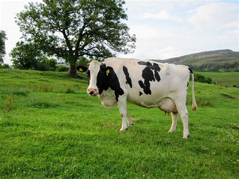 Holstein Cattle | Oklahoma State University