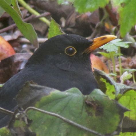 The Rattling Crow: The bill of the blackbird