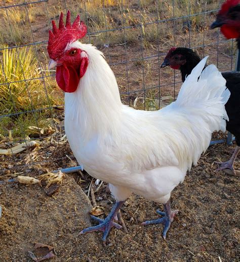 American Bresse Hatching Eggs Sandy Soil Farms