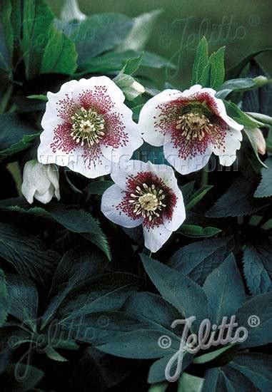 Helleborus Orientalis Hybride White Spotted Lady Lenzrose