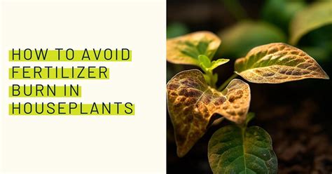 How To Avoid Fertilizer Burn In Houseplants