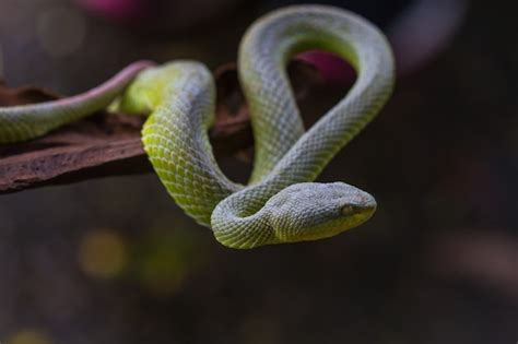 Premium Photo | Close up yellow lipped green pit viper snake