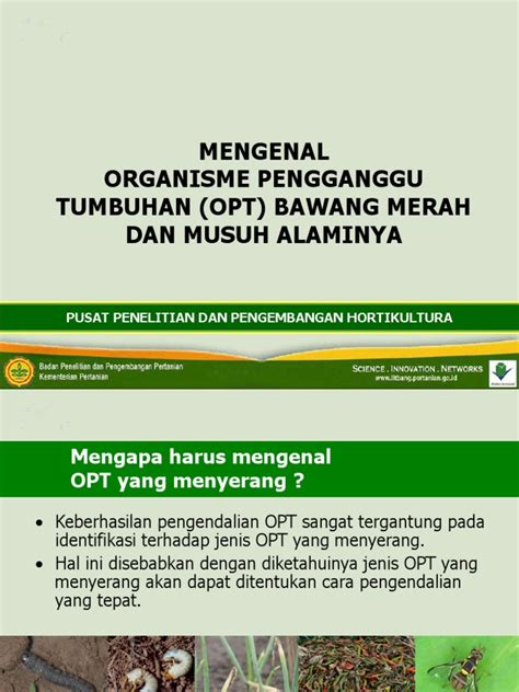 Opt Bawang Merah Dan Musuh Alami Pdf