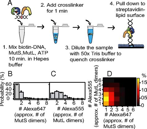 MutL Traps MutS At A DNA Mismatch PNAS