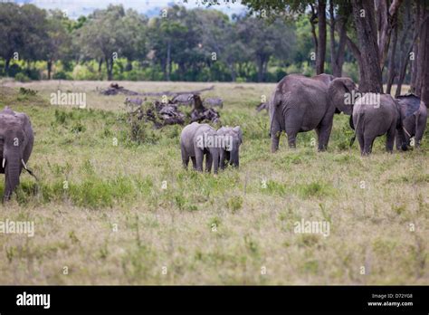 Herd of Elephants Stock Photo - Alamy