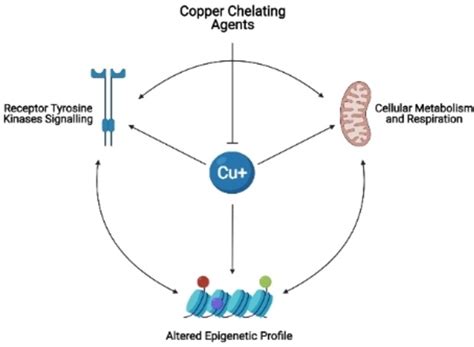 Copper An Intracellular Achilles Heel Allowing The Targeting Of