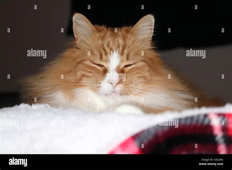 Orange tabby Cat Stock Photo - Alamy