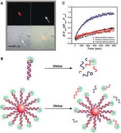 Oligonucleotide Modified Gold Nanoparticles For Intracellular Gene