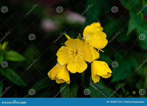 Sundrops Flowers In The Garden Stock Image Image Of Beautiful Green