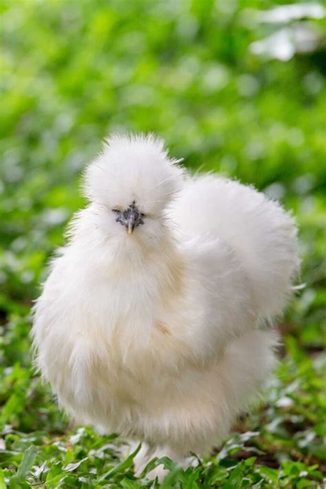 The 7 Prettiest Chicken Breeds to Add to Your Flock : Heart's Content ...