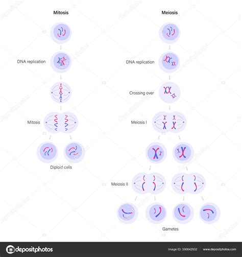 Mitose E Meiose Imagem Vetorial De Pikovit 390642932