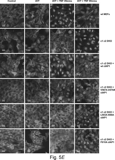 Figure From Tumor Necrosis Factor Tnf Signaling But Not Tweak Tnf