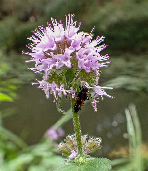 Water Mint & Harlequin Ladybird nymph | Wyre Forest Study Group