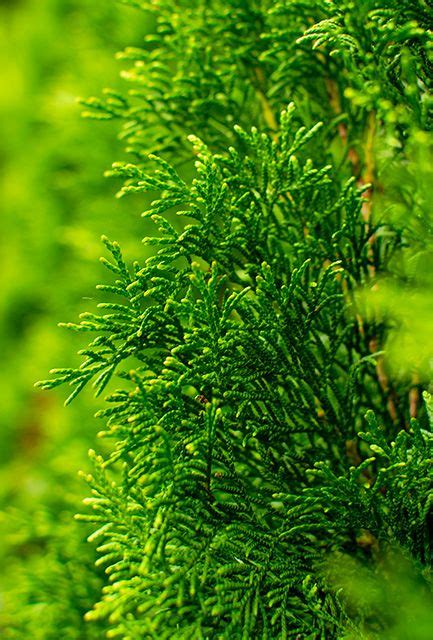 White Cedar Hedge Thuja Occidentalis Smaragd Hedging Plants Direct