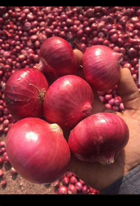 A Grade Maharashtra Fresh Onion Packaging Size Kg Onion Size