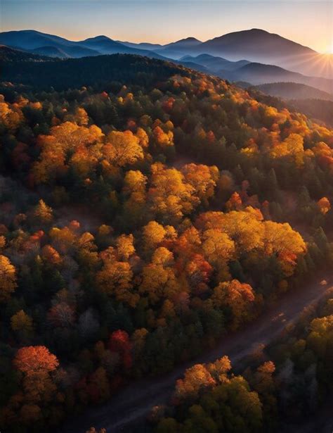 Premium AI Image | Aerial photography of a forest at sunset