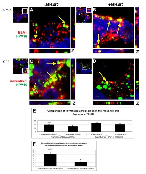 Ammonium Chloride Blocks The Trafficking Of Hpv16 To Caveosomes