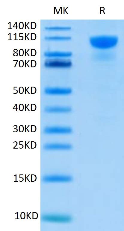 Human Fgfr2 Alpha Iiib Protein Fgf Hm2ra Kactus