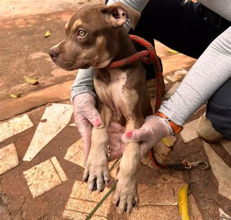 Açougueiro é preso e filhote de pitbull resgatado entupido de