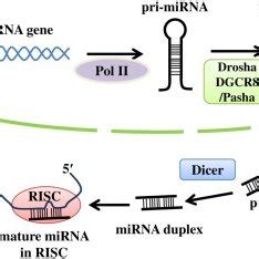 The Biogenesis Of Mirnas Primary Mirna Pri Mirna Is Transcribed From