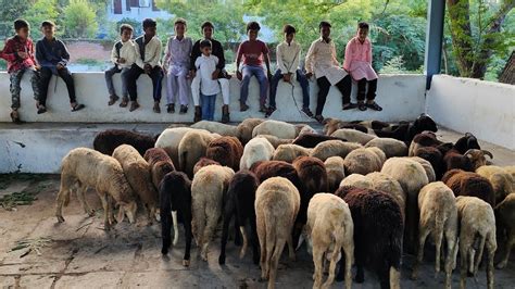 Rampuri Sheep In Secunderabad Qurbani Ke Bakre In Karkhana YouTube