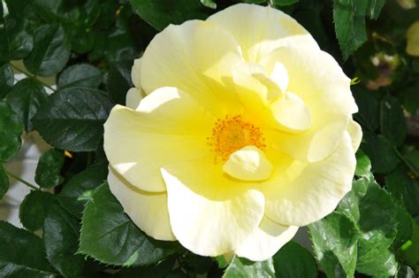 Smiley Face Rose from the flower garden at the Huntington Library