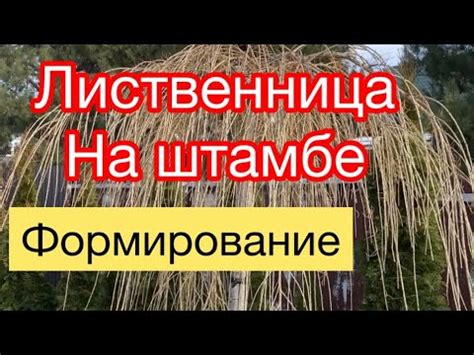 ЛИСТВЕННИЦА НА ШТАМБЕ - формирование 👍 - YouTube