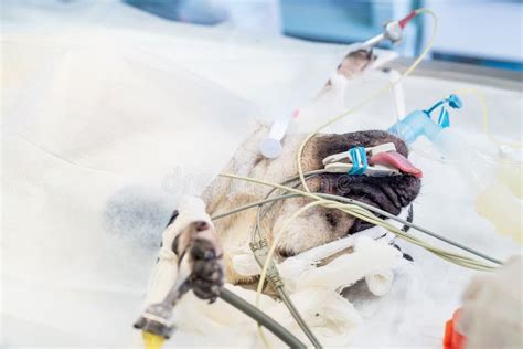 Close-up of Anesthetized Dog`s Head during Surgery Stock Image - Image ...