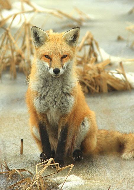 Portrait Of Chloe The Red Fox On Ice