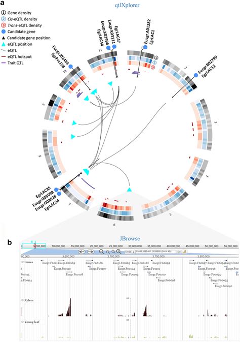 Eqtl Associations And Trait Qtl Overlap Of Eight Scw Related Lac Prx