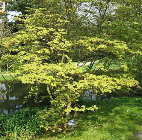 Érable du Japon Aconitifolium ACER palmatum Aconitifolium érable