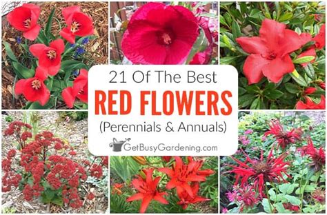 21 Of The Best Red Flowers Perennials And Annuals Get Busy Gardening