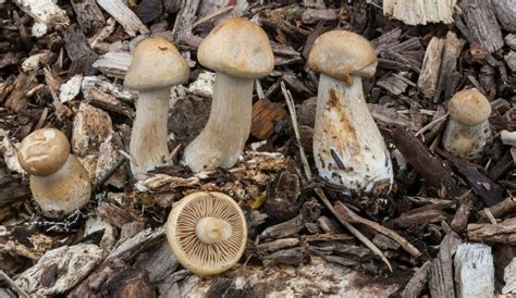 Woodchip Mushrooms Mushroom Hunting And Identification Shroomery