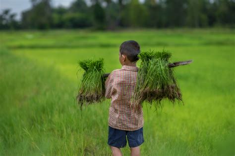 Le Travail Des Enfants Dans L Agriculture Une Pratique Dangereuse