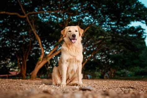 Golden Retriever vs Yellow Lab: Difference and Comparison